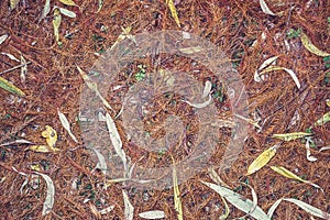 Red dried pine leaves needles