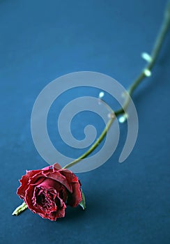 Red dried rose in blue