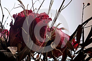 Dead roses against white background.