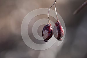 Red Dried Rose Hips On Branch