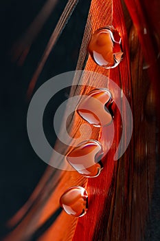 Red drops of water in the shape of a heart on a red feather and a dark background. the concept of mutual love and passion.