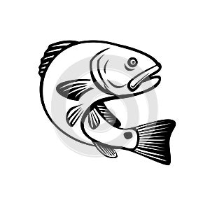 Red Drum Redfish Channel Bass Puppy Drum or Spottail Bass Jumping Up Black and White Retro