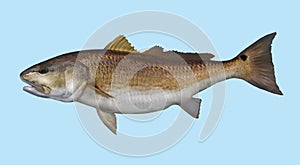 Red drum redfish fishing portrait photo