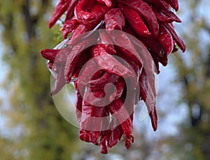 Red dry chile hanging in Sante Fe, New Mexico photo