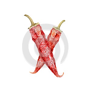 Red dry chili peppers watercolor illustration. Hand drawn two close up spicy organic ingredients. Realistic group of chili peppers