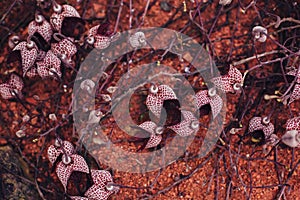 Red dry flowers on sand gound