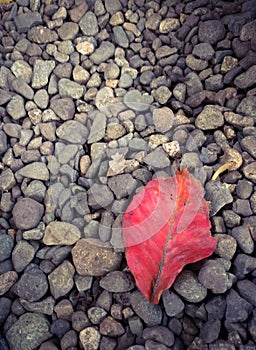 Red dry leaf over pebbles