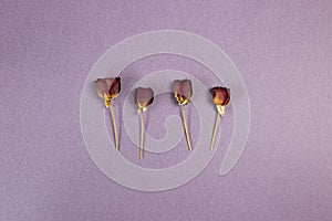 Red dry rose flowers on purple background