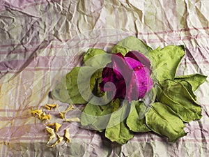 Red dry rose on old leaves