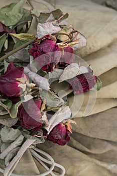 Red dry roses on beige background