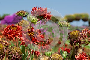 Red dryed gazania flowers in the garden