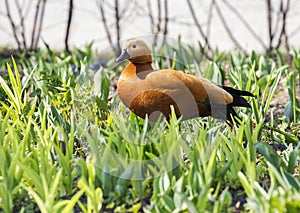 Red Duck (lat. Tadorna ferruginea).