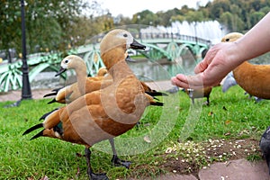 Red Duck or Ogar Duck eats food from human hands.