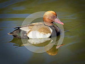 Red duck reflections in the water