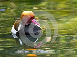 Red duck specimen in the water at sunset