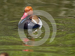 Red duck swimming in the water