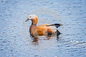 Red duck Tadorna ferruginea.