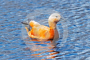 Red duck Tadorna ferruginea.