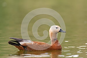Red duck Tadorna ferruginea on the lake surface