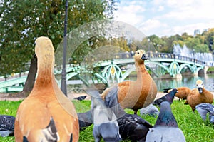 Red ducks or Ogar ducks and pigeons on the river bank with a beautiful bridge.