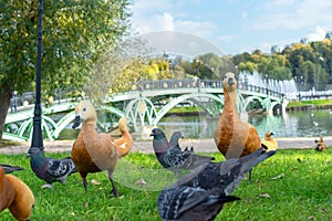 Red ducks or Ogar ducks and pigeons on the river bank with a beautiful bridge.