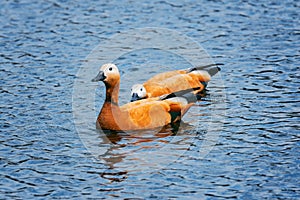 Red ducks Tadorna ferruginea.