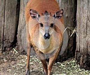 Red duiker photo