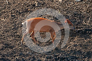 Red Duiker near waterhole in the kwazulu natal in South Africa