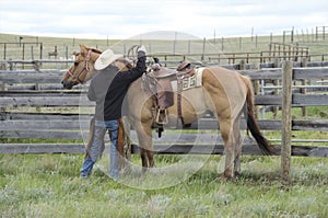 Red dun Quarter horse with western saddle