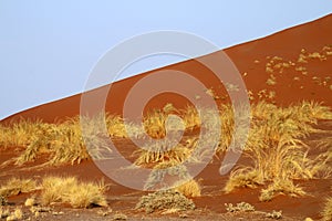 Red dune with hassock photo