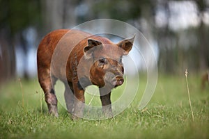 Red Duroc Piglet