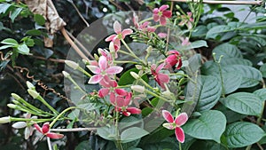 red Dutch jasmine flowers