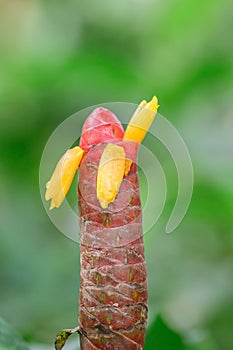 Red dwarf Ginger Costus comosus budding flowers