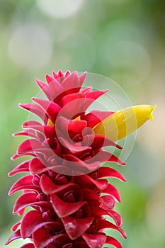 Red dwarf Ginger Costus comosus red and yellow flower