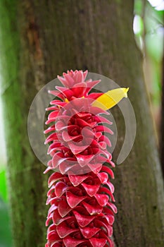 Red dwarf Ginger Costus comosus red and yellow flowers