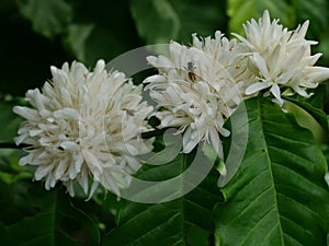 Red dwarf Honey bee on Robusta coffee blossom on tree plant with green leaf with black color in background