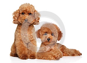 Red dwarf and toy poodle puppy photo