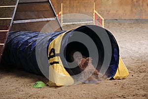 Red dwarf toy poodle quickly runs into pipe tunnel sports equipment for animals. Rear view of curly tail and paws. Agility