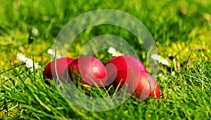 Easter eggs in the grass and flowers