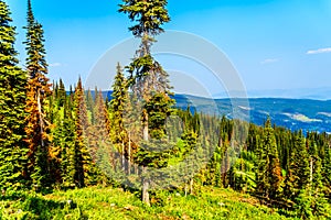 Red, dying Pine Trees due to Pine Beetle attacks in Sun Peaks in BC Canada