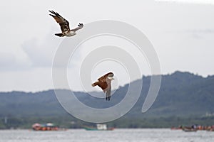 Red eagle fly on the sky in nature at thailand