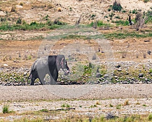 A Red Ear Elephant bathing