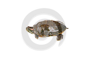 Red ear turtle