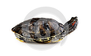 red ear turtle isolated