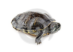 red ear turtle  isolated on white