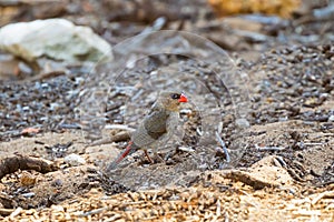 Red-eared Firetail bird, boorin, with scarlet bill foraging on ground in Western Australia