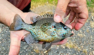 Red Eared Pumpkinseed Sun Fish