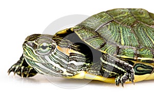 Red-eared Slider