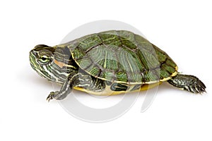 Red-eared Slider