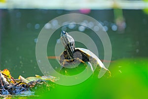 Red-Eared Slider